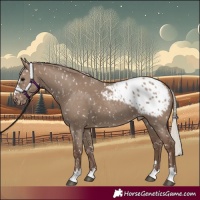 Horse Color:Silver Grullo Appaloosa 