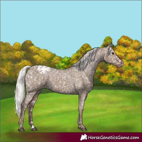 Horse Color:Silver Grullo Appaloosa