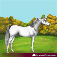 Horse Color:White Spotted Black Splash Tobiano Frame Appaloosa