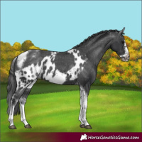 Horse Color:White Spotted Black Splash Tobiano Frame Skewed Appaloosa