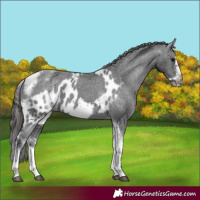 Horse Color:White Spotted Black Splash Tobiano Frame Skewed Appaloosa 