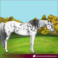 Horse Color:White Spotted Black Splash Tobiano Frame Near Leopard 