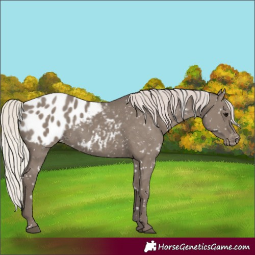 Horse Color:Silver Grullo Appaloosa 