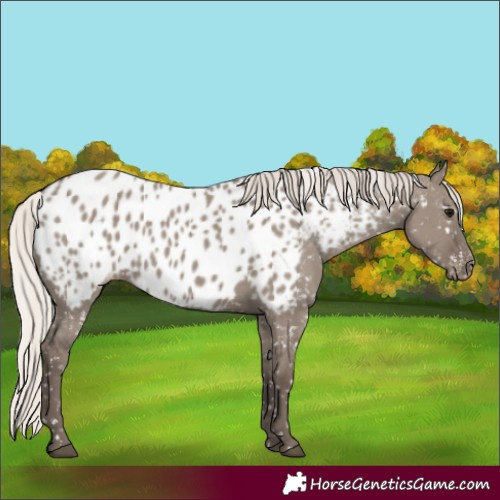 Horse Color:Silver Grullo Appaloosa 