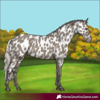 Horse Color:Silver Grullo Appaloosa