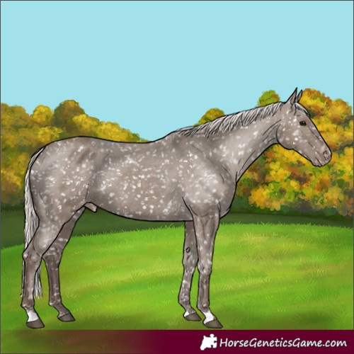 Horse Color:Silver Grullo Appaloosa