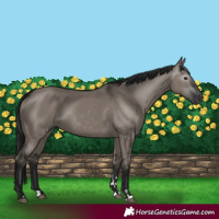 Horse Color:Gray Grullo