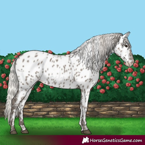 Horse Color:Silver Grullo Appaloosa 