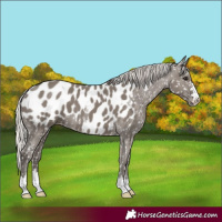 Horse Color:Silver Grullo Near Leopard