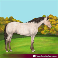 Horse Color:Amber Champagne Roan 