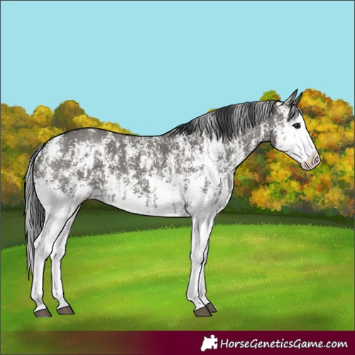 Horse Color:Grullo Sabino Splash  and Grullo Sabino Splash 
