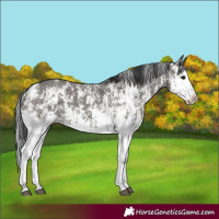 Horse Color:Grullo Sabino Splash  and Grullo Sabino Splash 