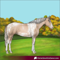 Horse Color:Chocolate Palomino Pearl Tobiano Frame and Chocolate Palomino Pearl Tobiano Frame