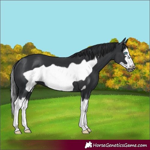 Horse Color:Black Splash Frame