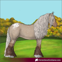 Horse Color:Silver Grullo Appaloosa 
