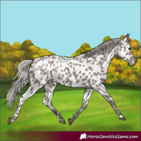Horse Color:Silver Grullo Appaloosa