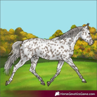 Horse Color:Silver Grullo Near Leopard 