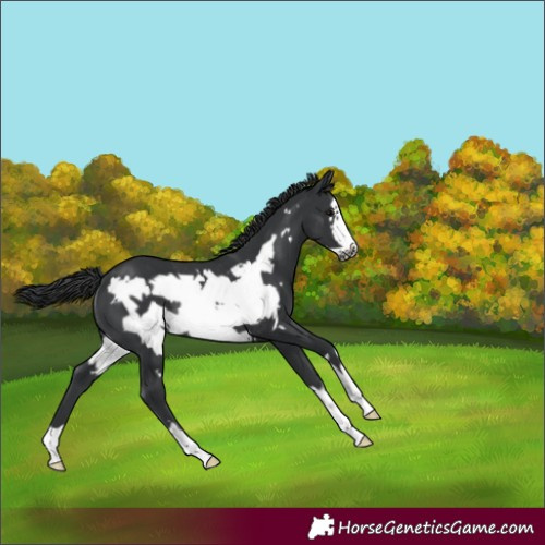 Horse Color:Black Frame Rabicano