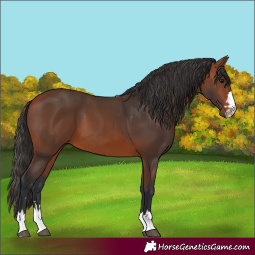 Horse Color:Unknown 