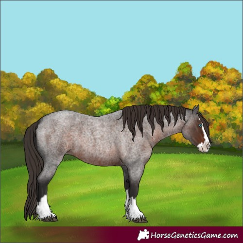 Horse Color:Liver Red Roan Splash