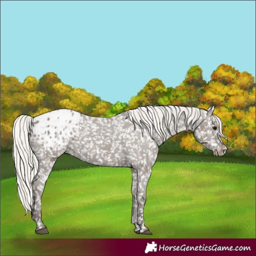 Horse Color:Silver Grullo Appaloosa 