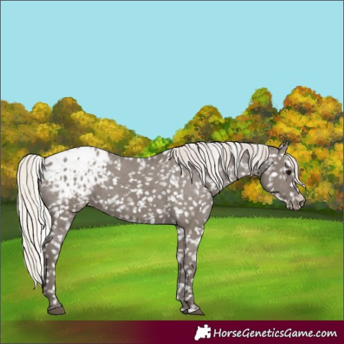 Horse Color:Silver Grullo Blanket 