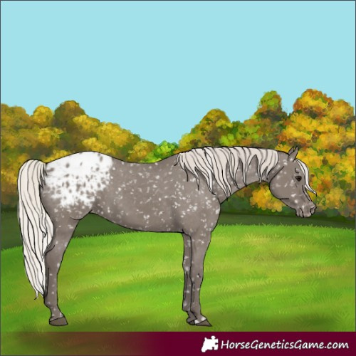 Horse Color:Silver Grullo Appaloosa