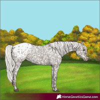 Horse Color:Silver Grullo Appaloosa