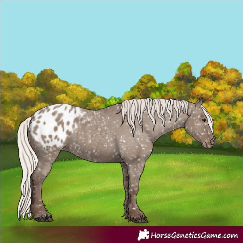 Horse Color:Silver Grullo Appaloosa 