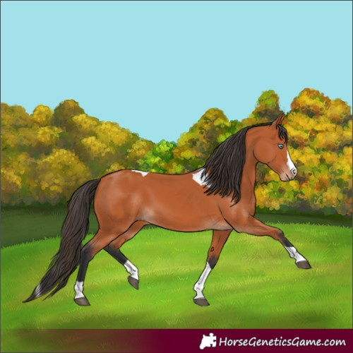 Horse Color:Bay Splash Tobiano 