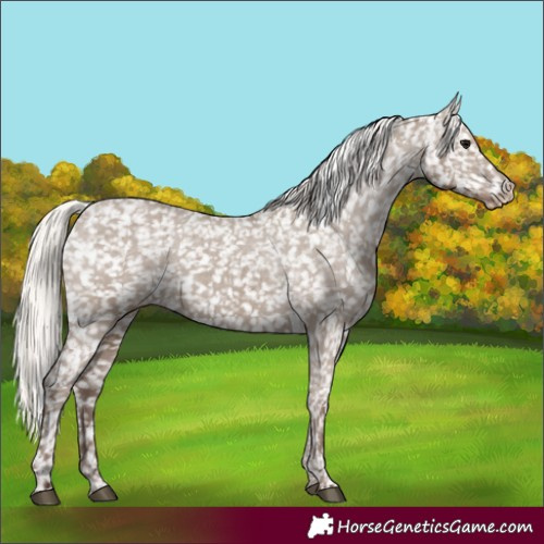 Horse Color:Silver Grullo Appaloosa
