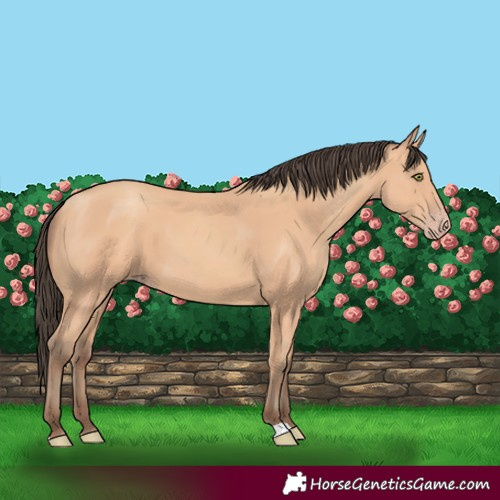 Horse Color:Amber Champagne 