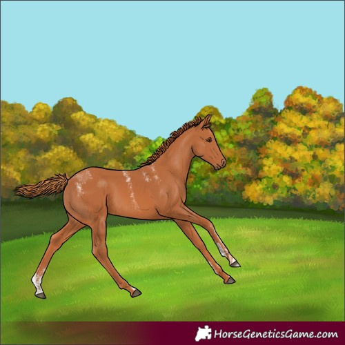 Horse Color:Powder White Chestnut 
