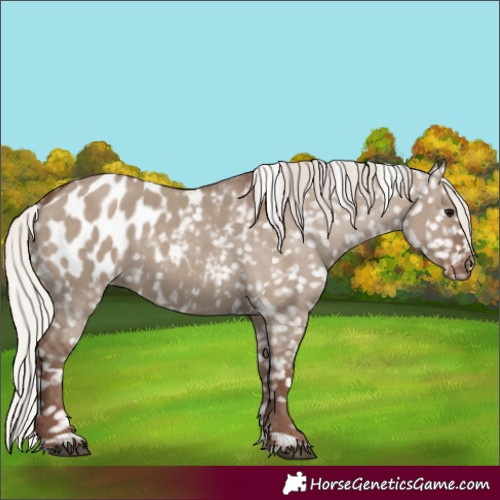 Horse Color:Silver Grullo Blanket
