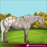 Horse Color:Silver Grullo Appaloosa 