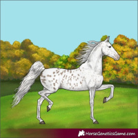Horse Color:Silver Grullo Appaloosa