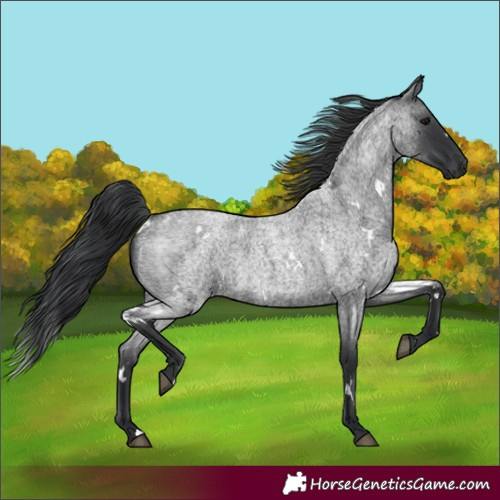 Horse Color:White Spotted Blue Roan 