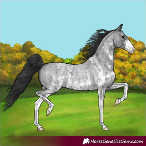 Horse Color:Blue Roan Sabino 