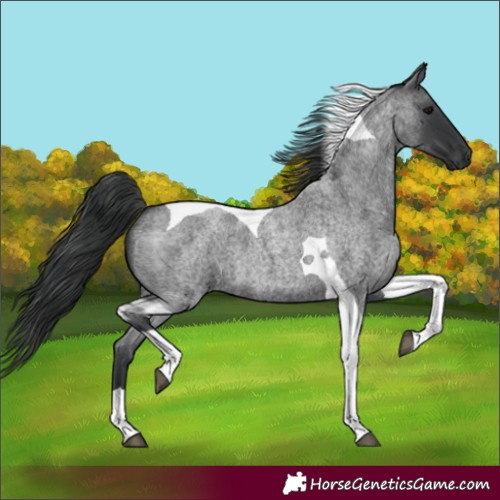 Horse Color:Blue Roan Tobiano 