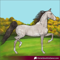 Horse Color:Classic Champagne Ice Roan Rabicano 