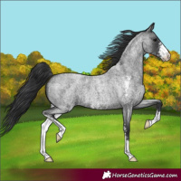 Horse Color:Blue Roan Sabino 