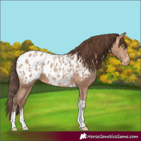 Horse Color:Amber Champagne Sabino Tobiano Blanket  and Amber Champagne Sabino Tobiano Blanket 