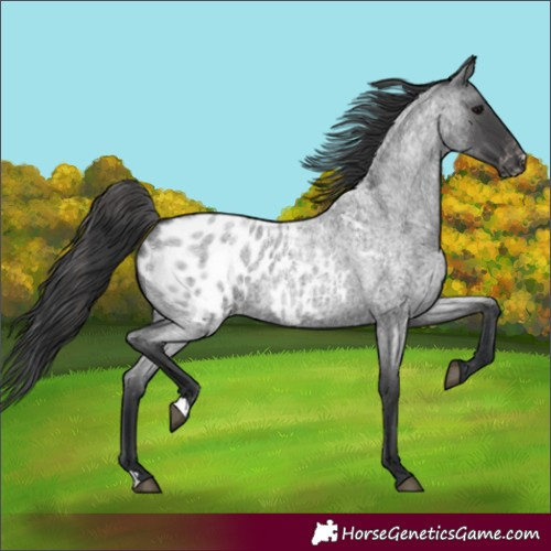 Horse Color:Blue Roan Blanket 