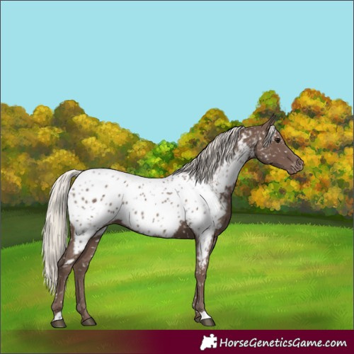 Horse Color:Silver Black Appaloosa