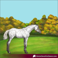 Horse Color:Silver Grullo Roan Near Leopard 