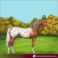 Horse Color:Chocolate Silver Bay Appaloosa 