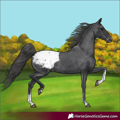 Horse Color:Black Sabino Snowcap 