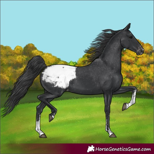 Horse Color:Black Sabino Appaloosa 