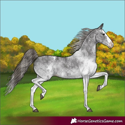 Horse Color:White Spotted Smoky Black Splash Appaloosa 