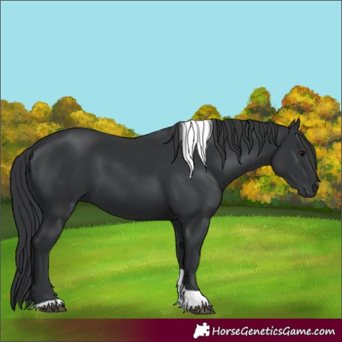 Horse Color:Black Tobiano 